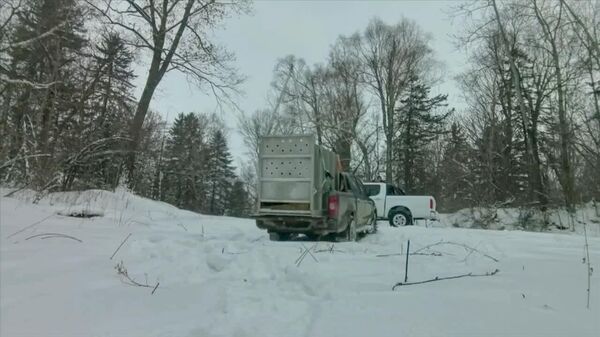 #viral | Rare Amur Tiger Returns to the Wild in Russia – Sound On - Sputnik Africa