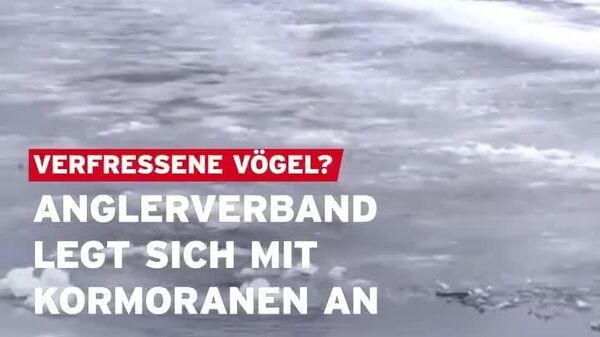 À Potsdam, la Havel à moitié gelée est devenue le restaurant cinq étoiles des cormorans - Sputnik Afrique