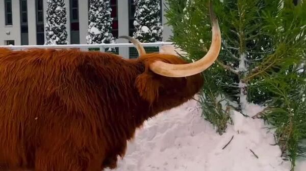 Gavrioucha, le taureau écossais de Moscou, fête l'hiver avec des conifères - Sputnik Afrique