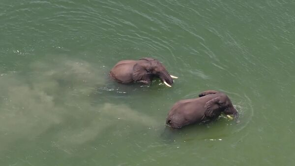 Deux éléphants font trempette dans un parc de RDC - Sputnik Afrique