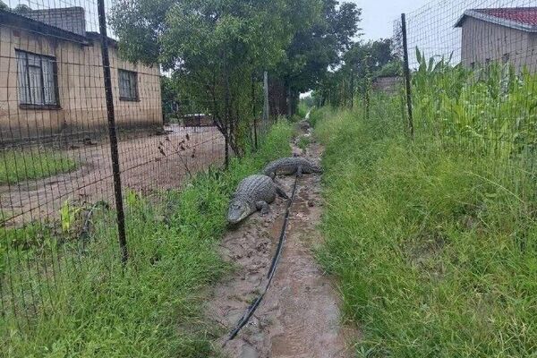 #viral | Floods Unleash Crocodile Chaos Across South Africa - Sputnik Africa