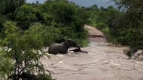 Une éléphante sauve son petit des inondations en Afrique du Sud - Sputnik Afrique