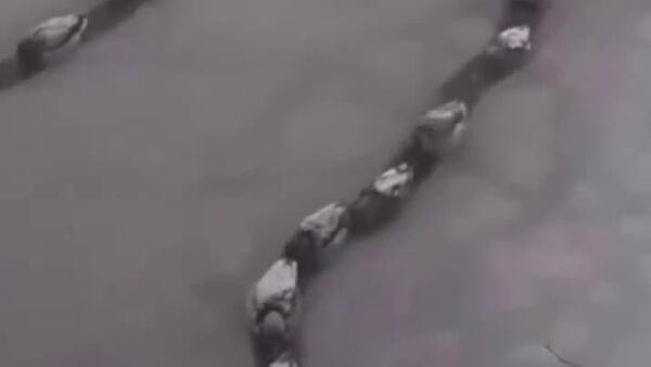 Un bouchon pas comme les autres à Krasnodar (Russie) - Sputnik Afrique