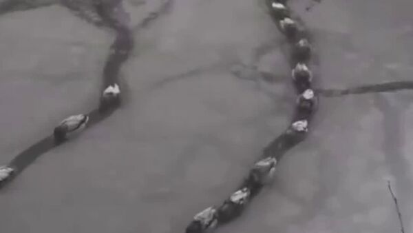 #viral | Ducks Stuck in 'Traffic Jam' in Russia - Sputnik Africa