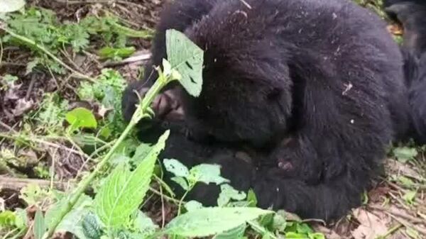 #viral | Rare Newborn Twin Gorillas Are Doing Well, Says DRC National Park - Sputnik Africa