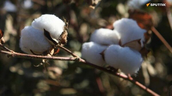 Au Burkina Faso, la production de coton repart à la hausse, +15% attendus pour 2025/2026 - Sputnik Afrique