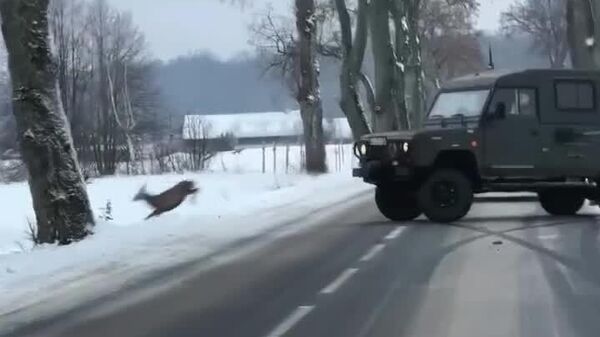 #viral | Quick Reflexes Save Herd of Deer as SUV Avoids Collision - Sputnik Africa