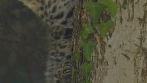 #viral | Endangered Amur Leopard Cub Born at Vienna’s Zoo - Sputnik Africa