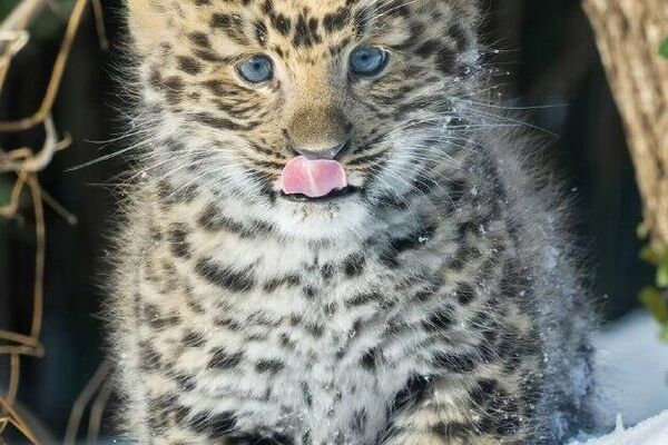 #viral | Endangered Amur Leopard Cub Born at Vienna’s Zoo - Sputnik Africa