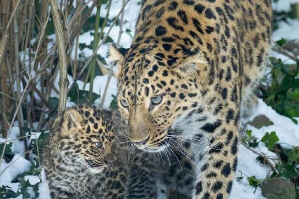 #viral | Endangered Amur Leopard Cub Born at Vienna’s Zoo - Sputnik Africa