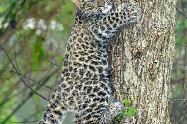 #viral | Endangered Amur Leopard Cub Born at Vienna’s Zoo - Sputnik Africa