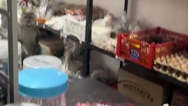 Un singe malaisien vole des œufs comme si de rien n'était - Sputnik Afrique