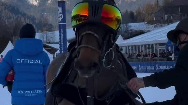 #viral | Coolest Guest on the Slopes in Austria? Horse in Killer Shades - Sputnik Africa