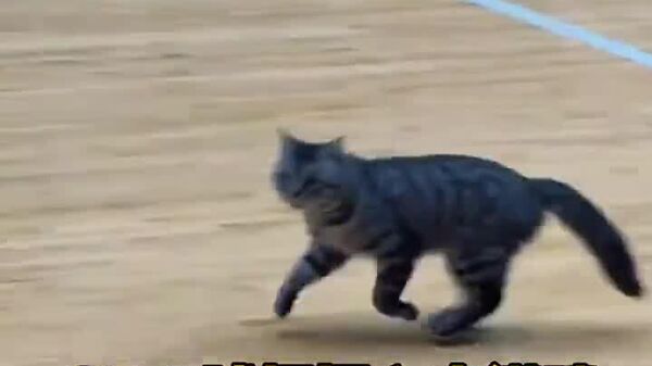 #viral | Two Cats Interrupted Match Between Chinese Basketball Teams - Sputnik Africa