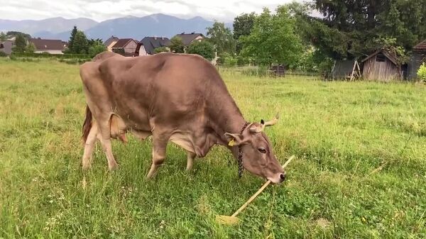 #viral | Austrian Zoologists Describe Cow Who Learned to Groom Herself Floor Brush - Sputnik Africa