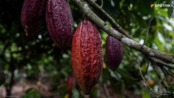 Côte d'Ivoire: l'État rachète l'intégralité des stocks de cacao en urgence - Sputnik Afrique