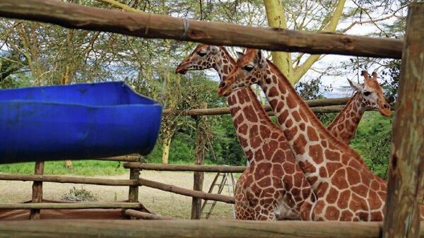 Trois jeunes girafes de Rothschild transférées au sein du Kenya - Sputnik Afrique