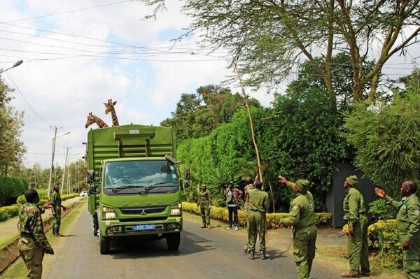 Trois jeunes girafes de Rothschild transférées au sein du Kenya - Sputnik Afrique