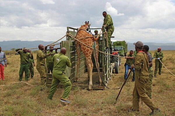 Trois jeunes girafes de Rothschild transférées au sein du Kenya - Sputnik Afrique