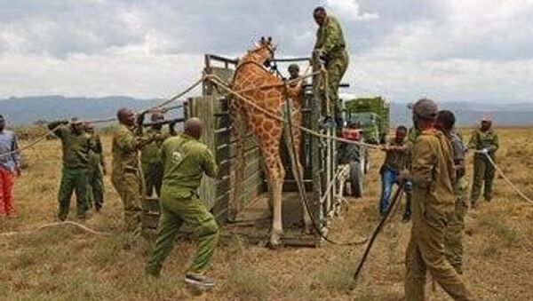 Kenya Relocates Young Rothschild Giraffes to Boost Conservation Efforts - Sputnik Africa