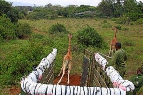 Kenya Relocates Young Rothschild Giraffes to Boost Conservation Efforts - Sputnik Africa
