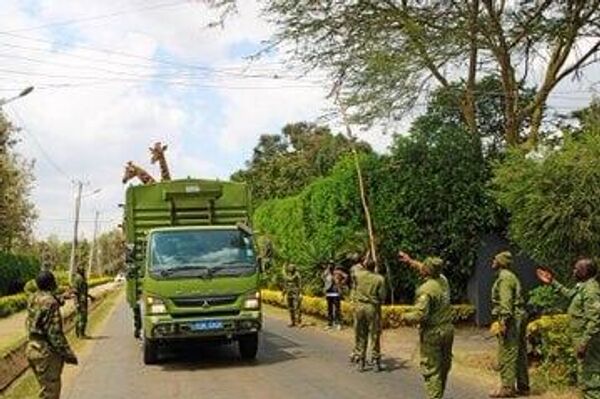 Kenya Relocates Young Rothschild Giraffes to Boost Conservation Efforts - Sputnik Africa
