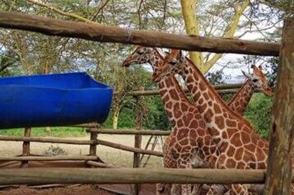 Kenya Relocates Young Rothschild Giraffes to Boost Conservation Efforts - Sputnik Africa