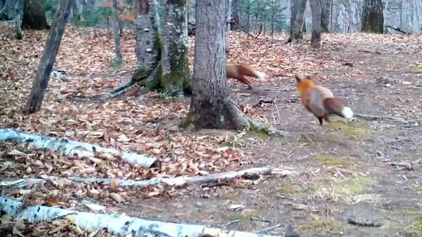 #viral | Rare Glimpse of Adult Foxes Frolicking Captured in Russia’s National Park - Sputnik Africa