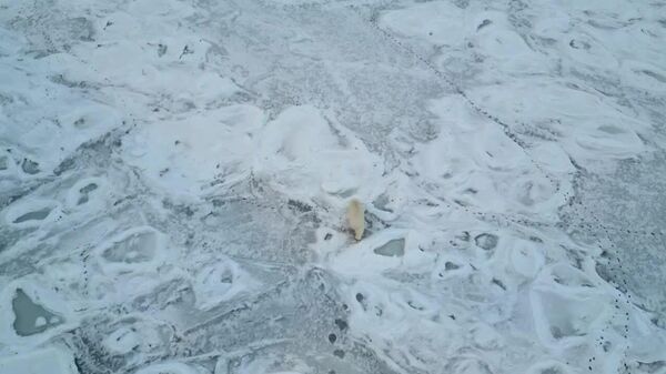 Ours polaire vs brise-glace atomique: la plus cool des rencontres arctiques - Sputnik Afrique