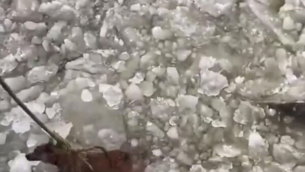 #viral | 'Here He is, the Passenger…' — Russian Sailors Rescue Dog from Ice Trap - Sputnik Africa