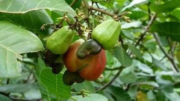 Nigeria's Cashew Sector Generates Over $400 Million in Export Revenue, Industry Leaders Say - Sputnik Africa