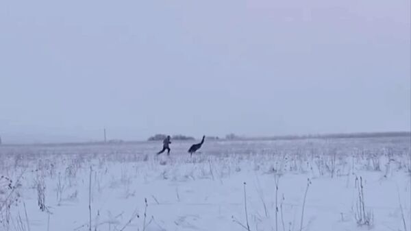 Un émeu s’évade en pleine tempête de neige en Russie - Sputnik Afrique