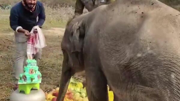 #viral | Birthday to Remember: Keepers Celebrating Baby Elephant’s First Birthday - Sputnik Africa