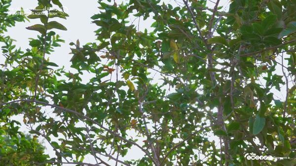 UAE President Receives Russian Presidential Envoy Dmitriev, Report Says - Sputnik Africa