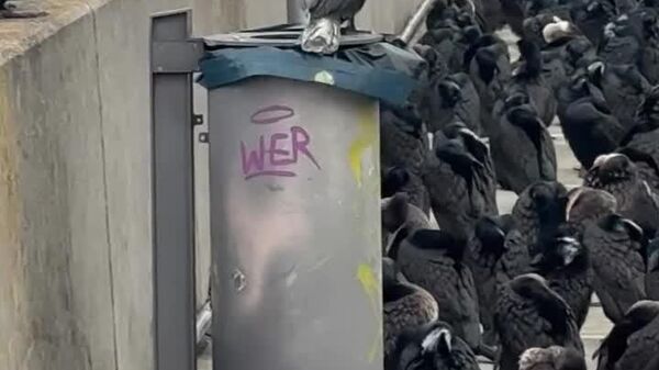 #viral | 'Who's Last in Line?': Hundreds of Cormorants Occupy Port in Germany - Sputnik Africa