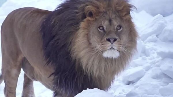 #viral | African Lions in Siberian Snow? Meet Richard and Naytria—Thriving, Not Just Surviving - Sputnik Africa