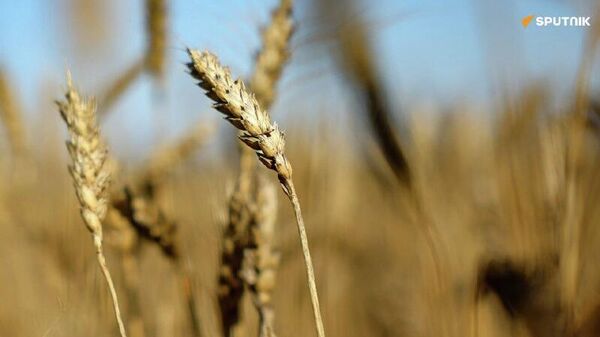 Près de 80% des exportations russes de blé sont destinées à l’Afrique et au Moyen-Orient - Sputnik Afrique