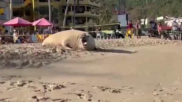 #viral | Elephant Seal Takes a Nap on Beach in Western Mexico - Sputnik Africa