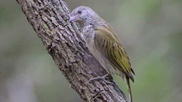 Birds and Humans 'Speak' the Same Dialect in Africa: British Ecological Society - Sputnik Africa