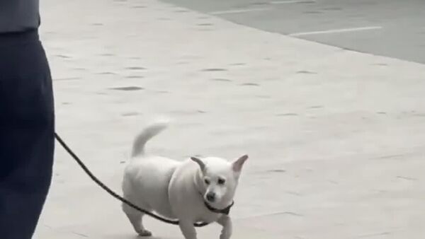 #viral | When Robot Meets Pup: The Ultimate Street Chase in Shenzhen - Sputnik Africa