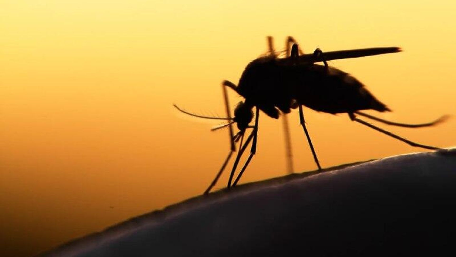 Extreme Weather, Not Temperature, to Drive Surge in African Malaria Cases by 2050: Study Extreme Weather, Not Temperature, to Drive Surge in African Malaria Cases by 2050: Study - Sputnik Africa, 1920, 30.01.2026