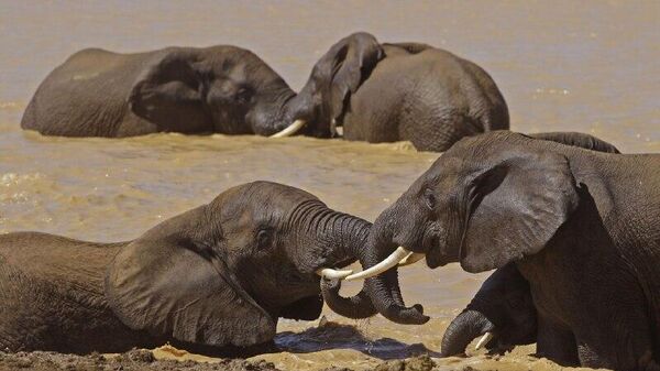 Botswana ‘Threatens’ to ‘Deport’ 40,000 Elephants to Germany Over Trophy Import Ban - Sputnik Africa