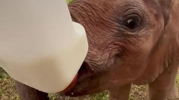 #viral | Have You Ever Heard Baby Elephants Eat? Now You Have! - Sputnik Africa
