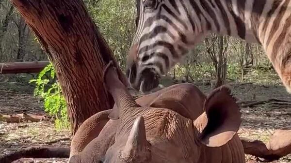 #viral | Unlikely Besties: Zebra and Rhino Steal Hearts in Kenya - Sputnik Africa