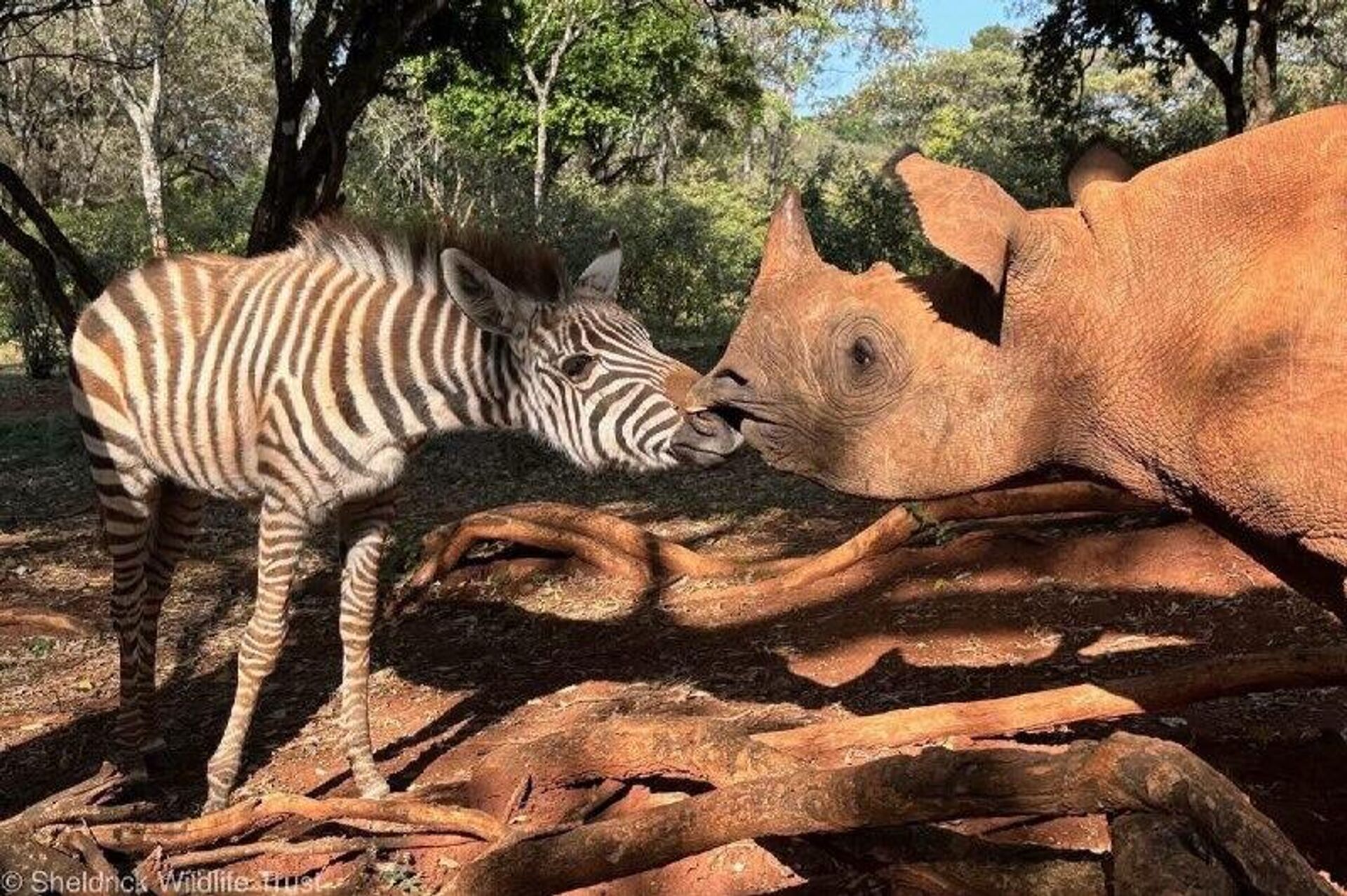 #viral | Unlikely Besties: Zebra and Rhino Steal Hearts in Kenya - Sputnik Africa, 1920, 02.02.2026