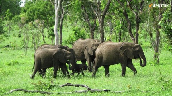 Le Botswana se dit prêt à expulser 40 - Sputnik Afrique