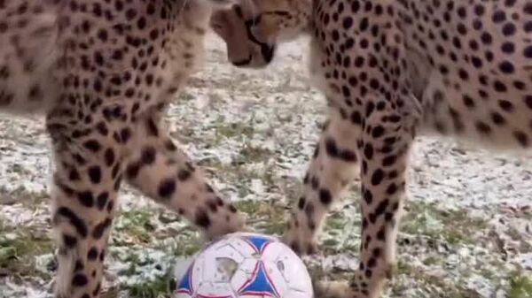 #viral | Even If You’re Cheetah, You’re Still Kitty at Heart - Sputnik Africa