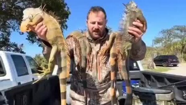 #viral | Thousands of Iguanas in US Gone Into Suspended Animation Due to Unusual Cold: Media - Sputnik Africa