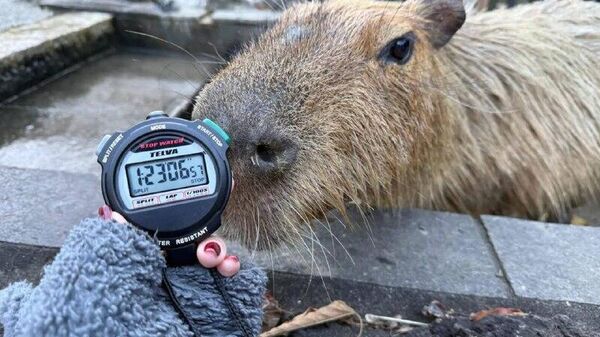 #viral | Chill Champions: Capybaras Battle It Out in Japan's Bathing Contest - Sputnik Africa