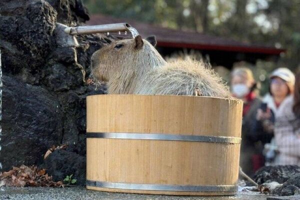#viral | Chill Champions: Capybaras Battle It Out in Japan's Bathing Contest - Sputnik Africa